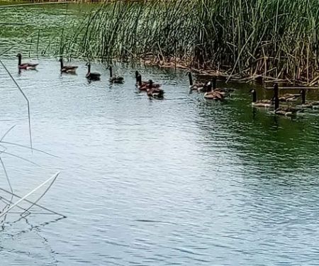 Lodi Lake