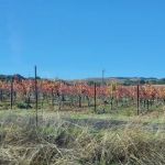 Seven Flags of Sonoma Mobile