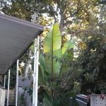 North Sacramento Mobile Home Park