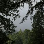 Redwood Village