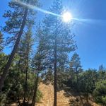 Sutter Pines