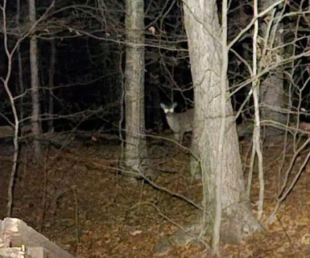 Stokes Forest - shotwell Lean-tos