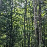 Ironwood Point Recreation Area