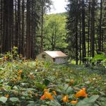 Wolf Hollow Camp