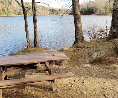 Beartown State Forest Site 10