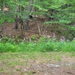 Waterfalls Campsite
