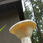 Holly Lake Campsites