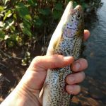 Hughesville Camp