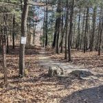 Weiser State Forest (Halderman Tract) Campsite H4 Tract)