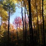 Beaver Pines Campground