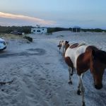 Oceanside Drive-In Campground