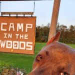 Camp In the Woods