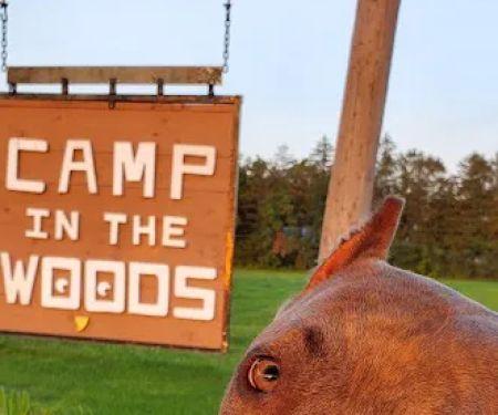 Camp In the Woods