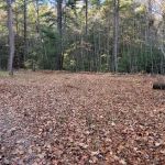 Campsite #88