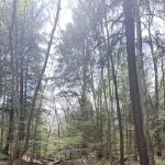 Allegany State Park Horse Camp
