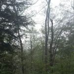 Hamlin Cabins