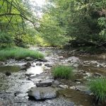 Brow Cabins, Allegany State Park