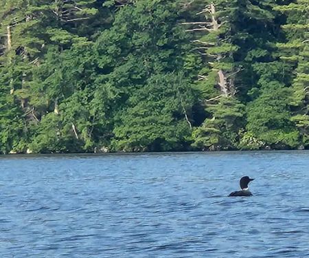 Squam Lakes Camp Resort