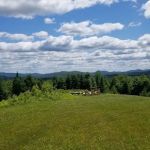 Ellea Pine Camps