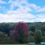 Cedar Campground