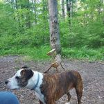 Green Ridge State Forest Campground #3