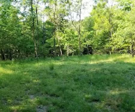 Green Ridge State Forest Campsite 20