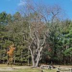 Lost Mountain Campground