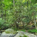 Swallow Falls Campground
