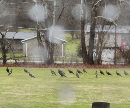 Vally Rentals Campgrounds