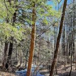 Hone Quarry Campground