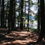Cedar Island