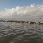 False Cape - Bay sites 10-12