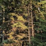 Deer Creek Cabin in Sprucewold