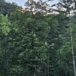 Whispering Pines Campground