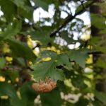 Rustic Lakes Campgrounds Inc