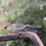 Dragonfly Trail