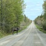 ROUTE 11 RV SITES