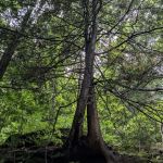 Nature's Way