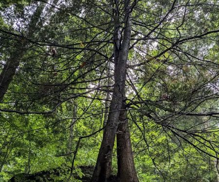 Nature's Way