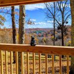Honey Bear Cabin