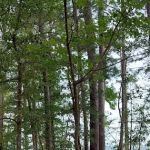 Poplar Point Loop H