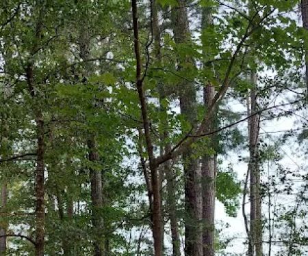 Poplar Point Loop H