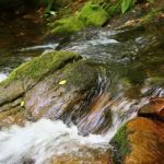 Paddy's Creek Campground