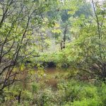Bark Camp Recreation Area