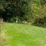 Southern Michigan Marble Springs Campground