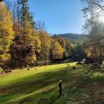 Black Bear Resort