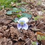 Catawba River Campground