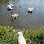 Sports Lake Campground