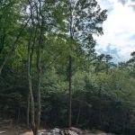 Poplar Ridge