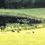 Oak Shores Resort Campground